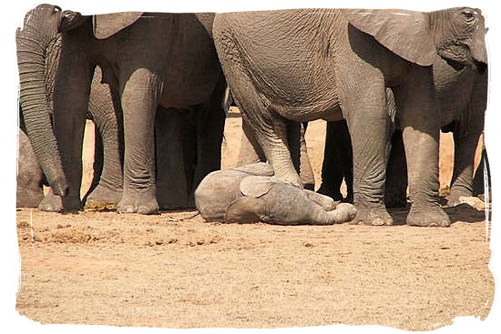 Born just now, in the Addo Elephant National Park - The Addo Weather in South Africa's Addo Elephant Park