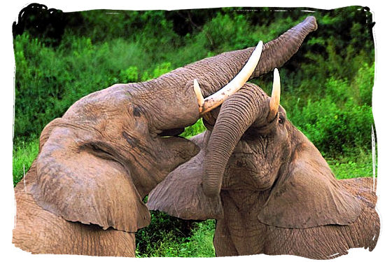 Elephants challenging each other - Marakele National Park activities