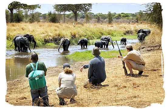 Meeting a herd of Elephants on foot