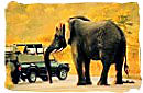 African safari game drive vehicle encountering an elephant