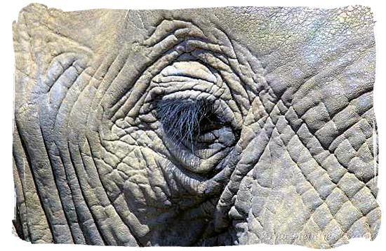 Elephant blinking its eye - Roodewal Bush Lodge