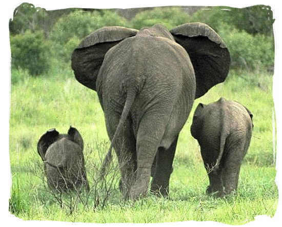 Elephant family on a stroll in one of the South African National Parks