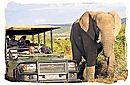 Elephant and gamedrive encounter in Shamwari game reserve