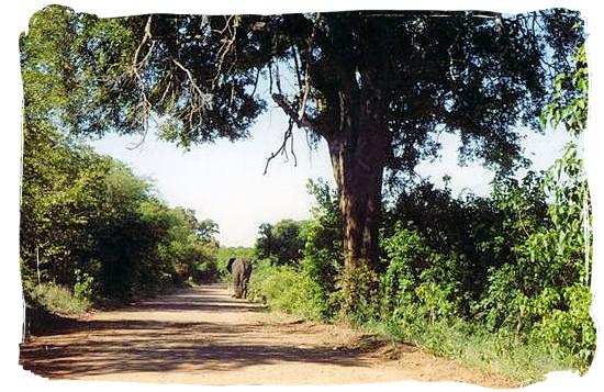 Elephant in the road near the camp - Shingwedzi Rest Camp, Kruger National Park, South Africa