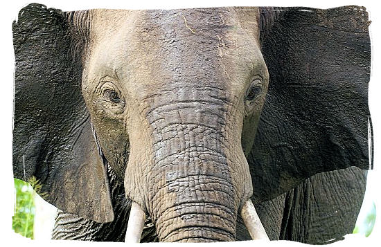 Elephant portrait - Marakele National Park accommodation