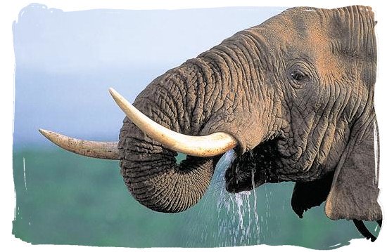 Quenching a great thirst - Addo Elephant Park accommodation