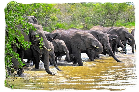 Herd of Elephants drinking their fill - Marakele National Park in South Africa