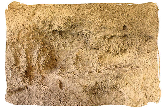 Pre-historic fossilized footprints, called Eve's Footprints - West Coast National Park Attractions, South Africa National Parks