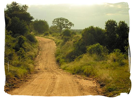 Dirt road in evening sun in the Kruger National Park