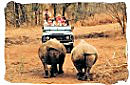 Safari game drive vehicle face to face with two Rhino's
