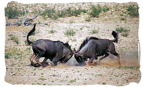 Two Blue Wildebeests (Gnu’s) locking horns - Shimuwini bushveld camp, Kruger National Park