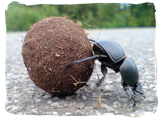 The rare flightless Dung beetle rolling away its ball of dung - Addo Elephant Park accommodation