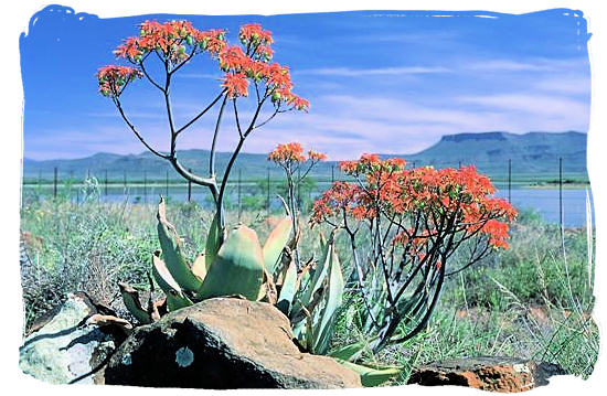 Flowering Aloes with the Nqweba dam in the back ground - Camdeboo National Park (previously Karoo Nature Reserve