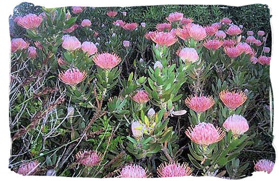 Flowering ‘fynbos”, part of the unique Cape Floral Kingdom