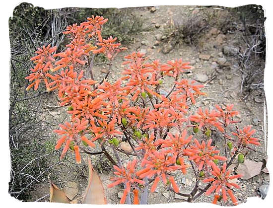 Flowers in the Karoo - Camdeboo National Park (previously Karoo Nature Reserve)