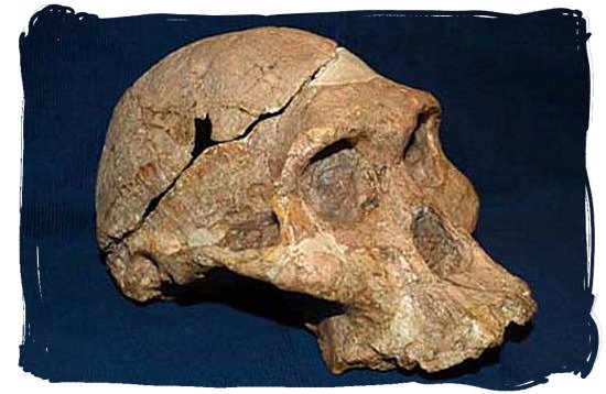 Fossilized scull known today as Mrs. Ples, Believed to be 2,5 million years old