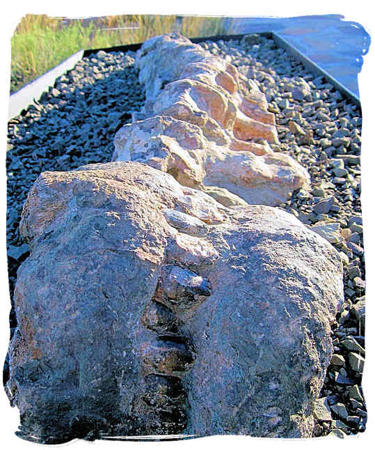 The Karoo National Park South Africa, Little Karoo, Great Karoo - Large fossil in the Karoo National Park