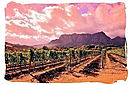 Vineyard in the Franschhoek wine region in South Africa