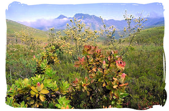 Fynbos in the Southern Cape - The Cape Mountain Zebra National Park, endangered Mountain Zebras