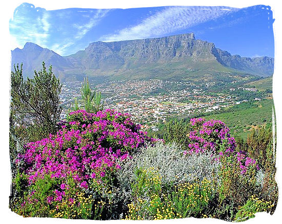 View of Table Mountain with Fynbos in the foreground