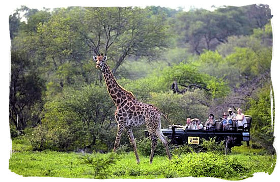 Game drive and Giraffe encounter - Tsendze camp