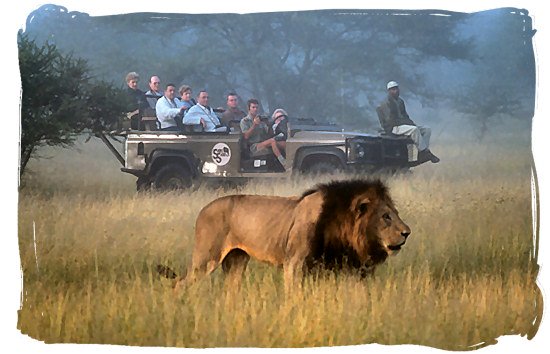 Game drive encounter with a black-mane nale lion