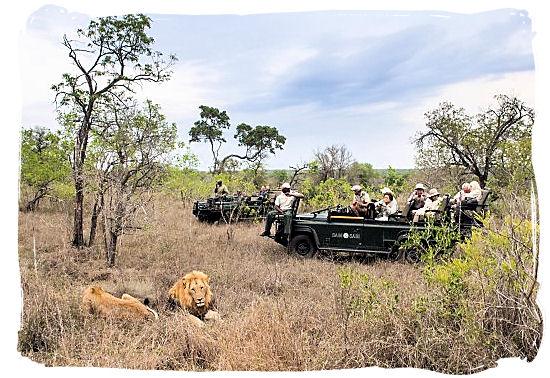 Lion encounter in the Sabi Sabi private game reserve