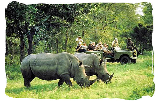 Game drive encounters pair of Rhinos - Kruger National Park Camps, Kruger National Park, Map, Tours, Safaris