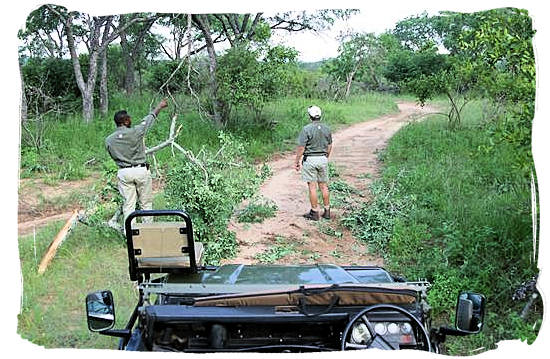 Game rangers in the African bushveld