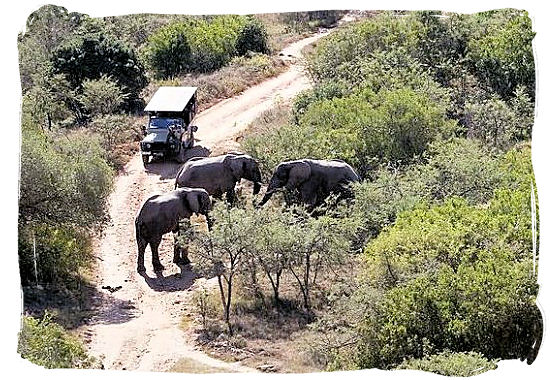 Game drive and Elephants encounter in the middle of the African bushveld
