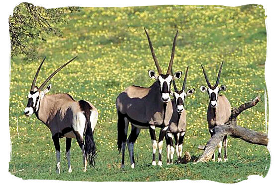 Small herd of Oryx antelope, locally known as Gemsbok, in Tankwa - Tankwa Karoo National Park, National Parks in South Africa