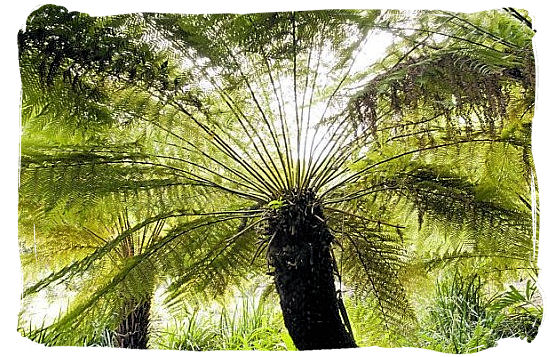 Eastern Cape Giant Cycad, also known as breadtree or broodboom in Afrikaans - Kirstenbosch Botanical Gardens, Home to Stunning Protea flowers