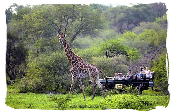 Game drive and Giraffe encounter - Kruger National Park Camps, Kruger National Park, Map, Tours, Safaris
