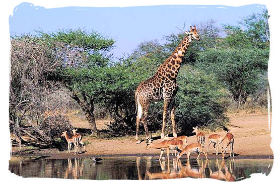 Giraffe and Impala at a water hole - Kruger National Park Camps, Kruger National Park, Map, Tours, Safaris