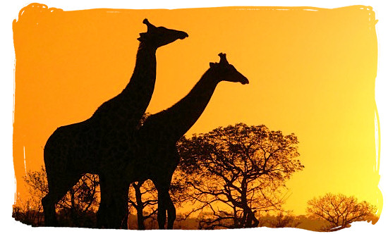 A pair of Giraffes enjoying the sunrise - Marakele National Park Climate, Thabazimbi Waterberg