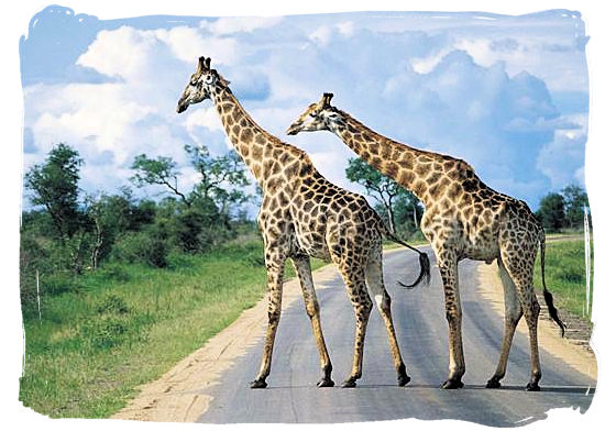 Olifants Restcamp, Kruger National Park, South Africa - Giraffes crossing the road