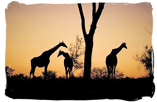 Giraffe silhouettes - Pretoriuskop rest camp