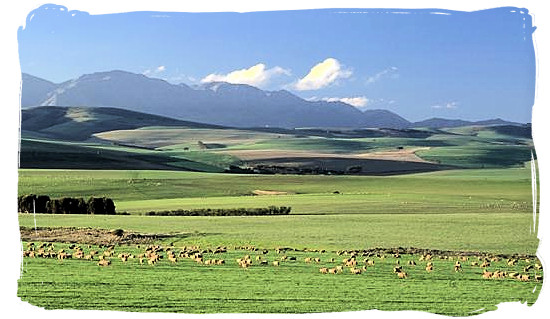 Landscape with grazing sheep near Swellendam