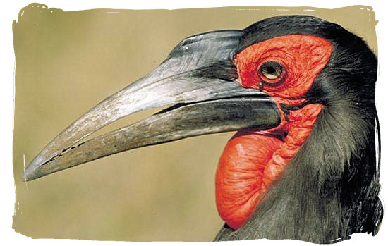 Ground Hornbill - Kruger National Park Camps, Kruger National Park, Map, Tours, Safaris