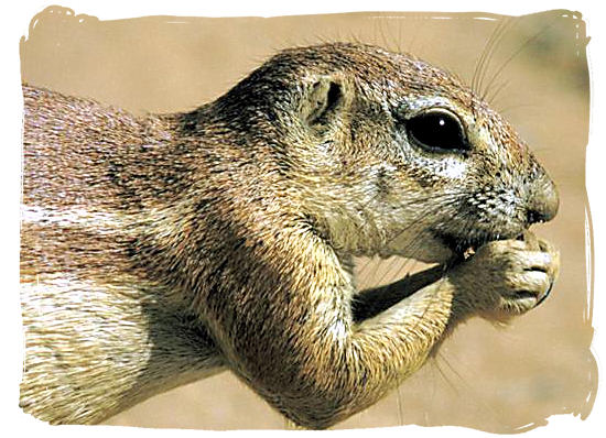 Ground squirrel - Grootkolk Wilderness Camp, Kgalagadi Transfrontier Park