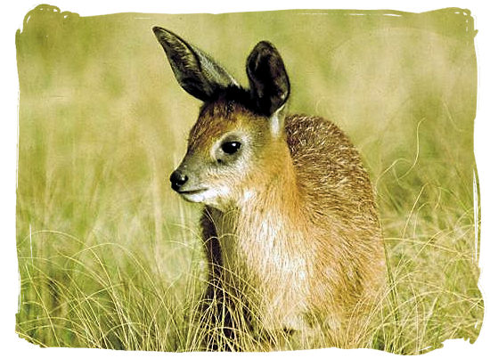 The small “Grysbok” antelope