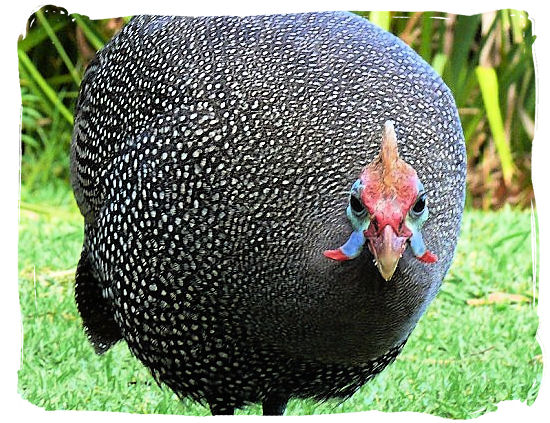 Guinea Fowl are quite common in South Africa - Kirstenbosch Botanical Gardens, Home to Stunning Protea flowers