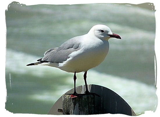 Hartlaubs Gull also called King Gull - West Coast National Park Birding, South Africa National Parks