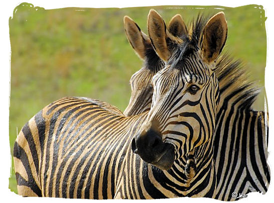 Hartmanns Mountain zebras - The endangered Mountain Zebras in the Mountain Zebra National Park