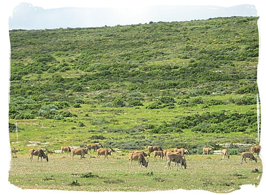 Large herd of Eland, largest antelope species on the African continent - West Coast National Park Attractions, South Africa National Parks