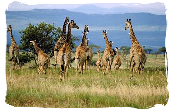 Herd of Giraffes on the run - experience a luxury African safari in South Africa