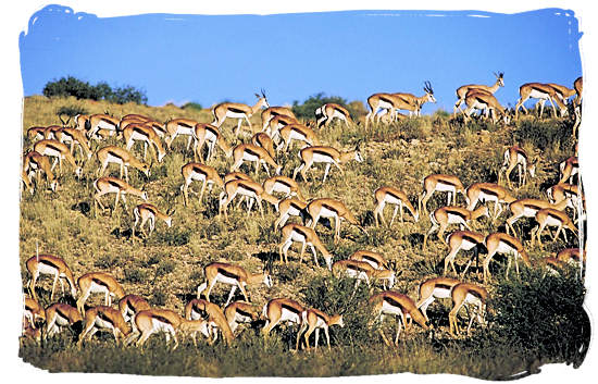 Large herd of Springbok (Springbuck) antelope, one of South Africa’s national symbols