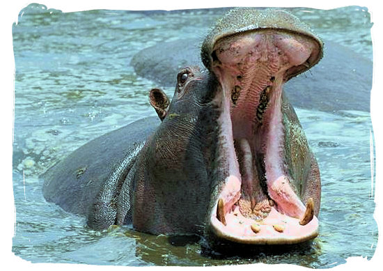 Hippo showing who is boss in the hippo pool - Crocodile Bridge Rest Camp in the Kruger National Park