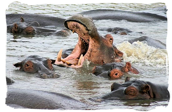 There are plenty of Hippos in the iSimangaliso Wetland Park
