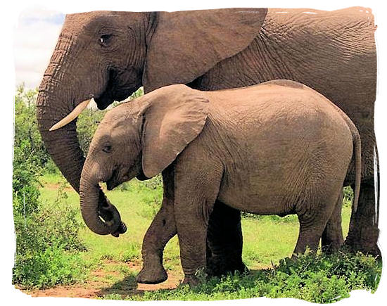 Mom and daughter holding trunks - Addo Elephant Park accommodation